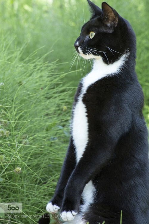 tuxedo cat - Cat - 500 500px.cam/photo11583108