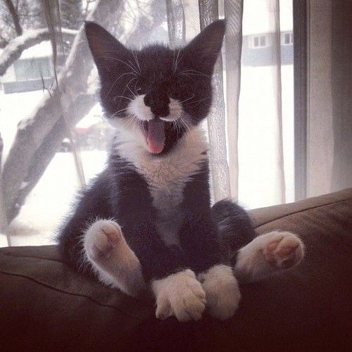 "Adorable Felines: 16 Unique Tuxedo Cats and Kittens You Can't Resist"