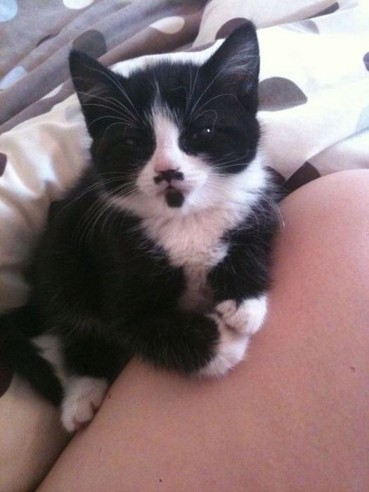 "Adorable Felines: 16 Unique Tuxedo Cats and Kittens You Can't Resist"