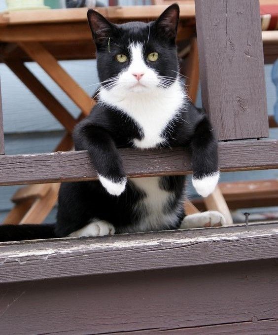 "Adorable Felines: 16 Unique Tuxedo Cats and Kittens You Can't Resist"