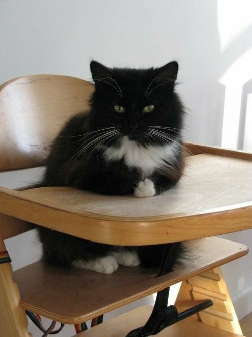 "Adorable Felines: 16 Unique Tuxedo Cats and Kittens You Can't Resist"