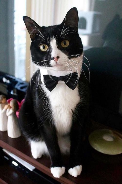 "Adorable Felines: 16 Unique Tuxedo Cats and Kittens You Can't Resist"