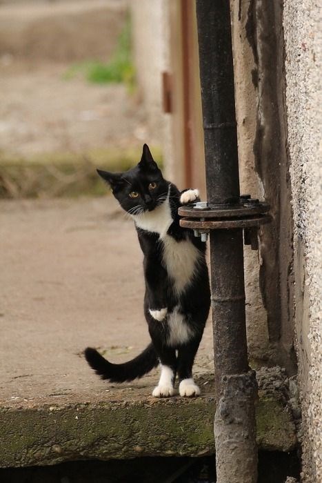 "Adorable Felines: 16 Unique Tuxedo Cats and Kittens You Can't Resist"