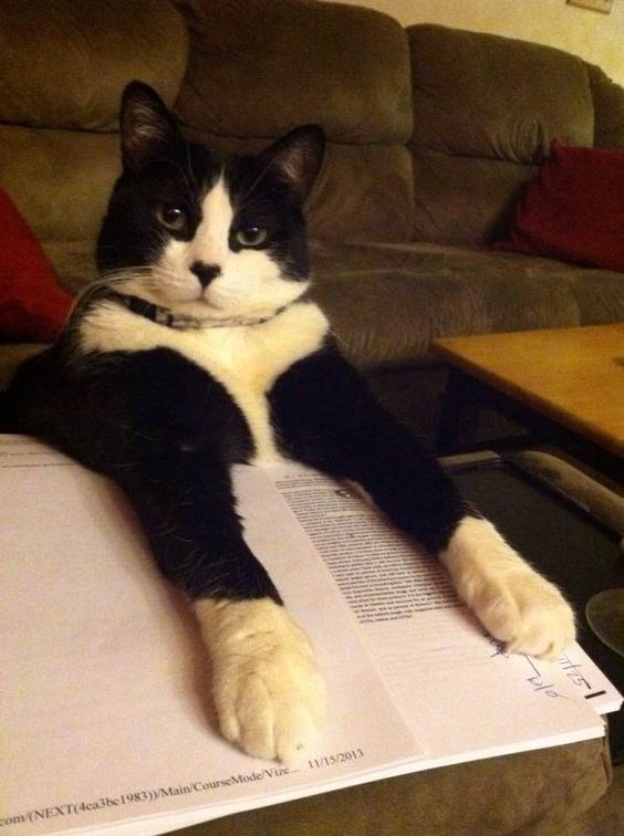 "Adorable Felines: 16 Unique Tuxedo Cats and Kittens You Can't Resist"