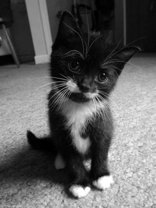 "Adorable Felines: 16 Unique Tuxedo Cats and Kittens You Can't Resist"