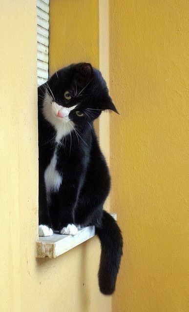 "Adorable Felines: 16 Unique Tuxedo Cats and Kittens You Can't Resist"