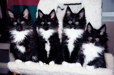 "Adorable Felines: 16 Unique Tuxedo Cats and Kittens You Can't Resist"