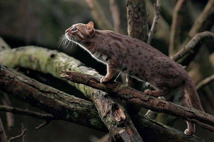 The Tiny But Mighty Rusty-Spotted Cat: A Fascinating Miniature Wild Feline