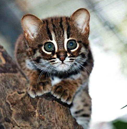 The Tiny But Mighty Rusty-Spotted Cat: A Fascinating Miniature Wild Feline