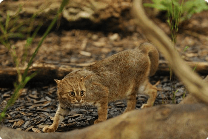 The Tiny But Mighty Rusty-Spotted Cat: A Fascinating Miniature Wild Feline