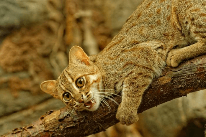 The Tiny But Mighty Rusty-Spotted Cat: A Fascinating Miniature Wild Feline