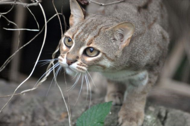 The Tiny But Mighty Rusty-Spotted Cat: A Fascinating Miniature Wild Feline