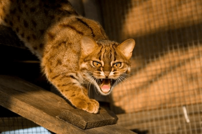 The Tiny But Mighty Rusty-Spotted Cat: A Fascinating Miniature Wild Feline