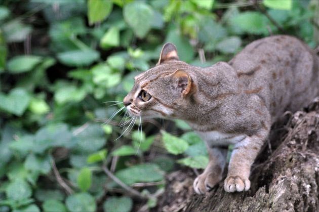 The Tiny But Mighty Rusty-Spotted Cat: A Fascinating Miniature Wild Feline