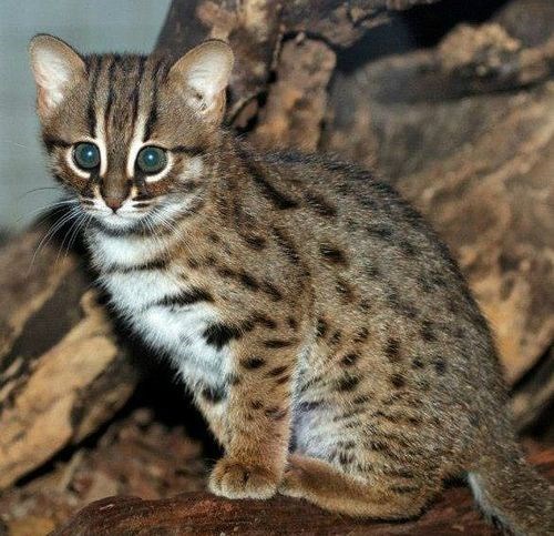 The Tiny But Mighty Rusty-Spotted Cat: A Fascinating Miniature Wild Feline