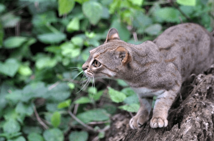 The Tiny But Mighty Rusty-Spotted Cat: A Fascinating Miniature Wild Feline