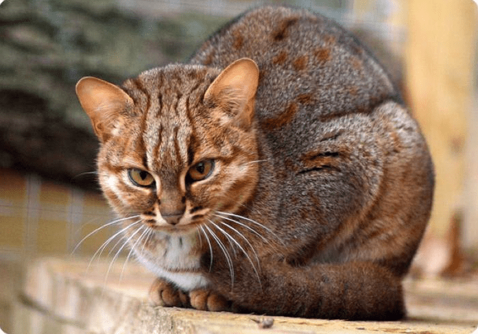 The Tiny But Mighty Rusty-Spotted Cat: A Fascinating Miniature Wild Feline