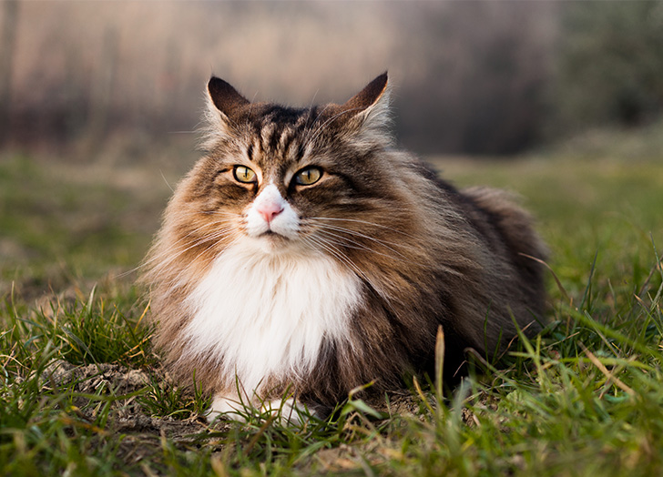 Purrfect Feline Companions: 13 Big Cat Breeds for Your Home
