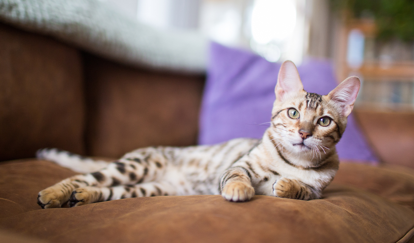 Purrfect Feline Companions: 13 Big Cat Breeds for Your Home