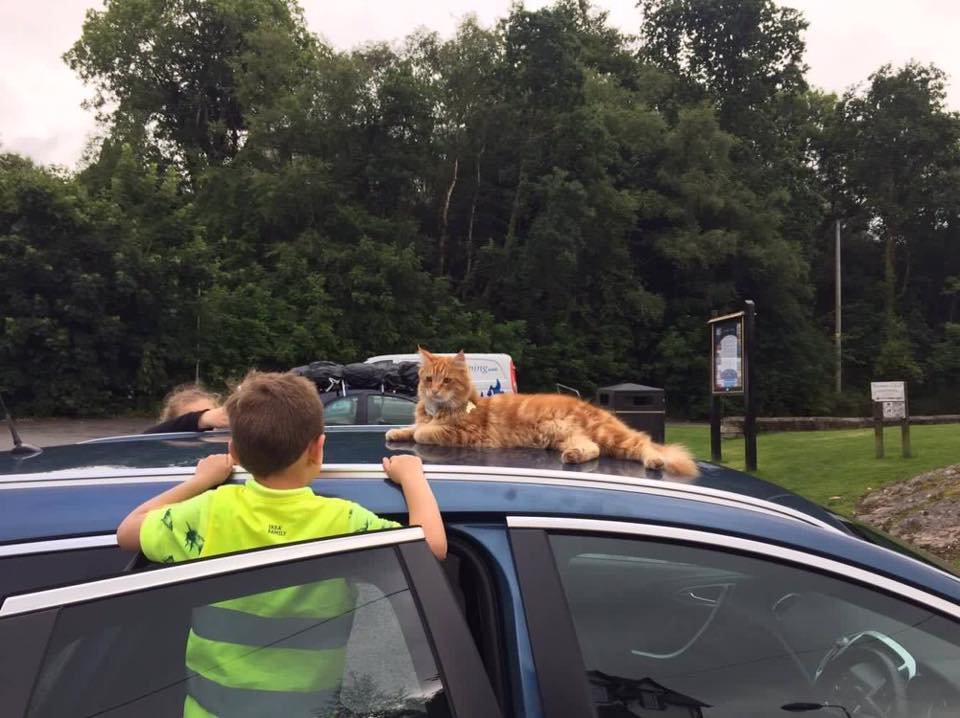 A small town in Scotland suddenly became crowded with tourists thanks to stray cats