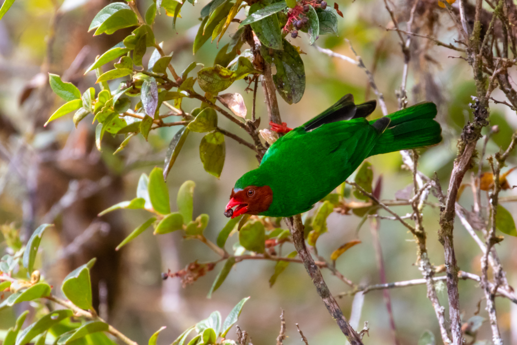 a ruby red mask and emerald green plumage! – The Daily Worlds