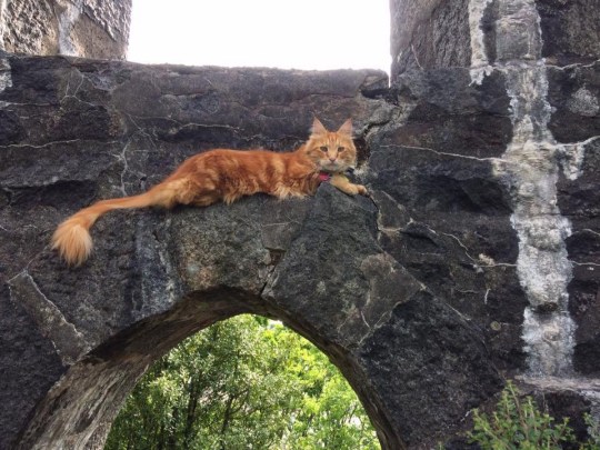 A small town in Scotland suddenly became crowded with tourists thanks to stray cats