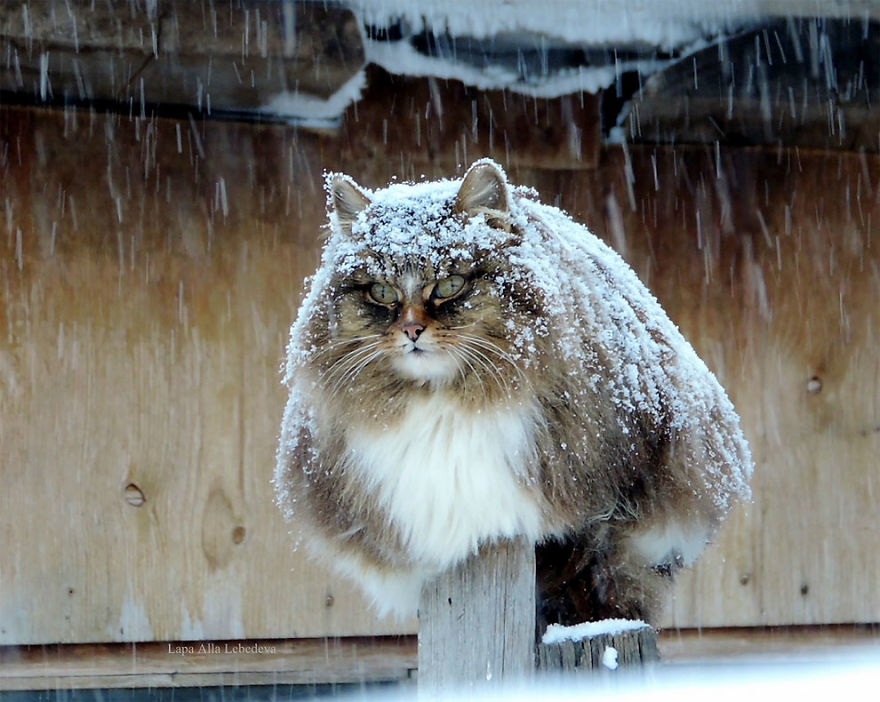 Siberian Cat