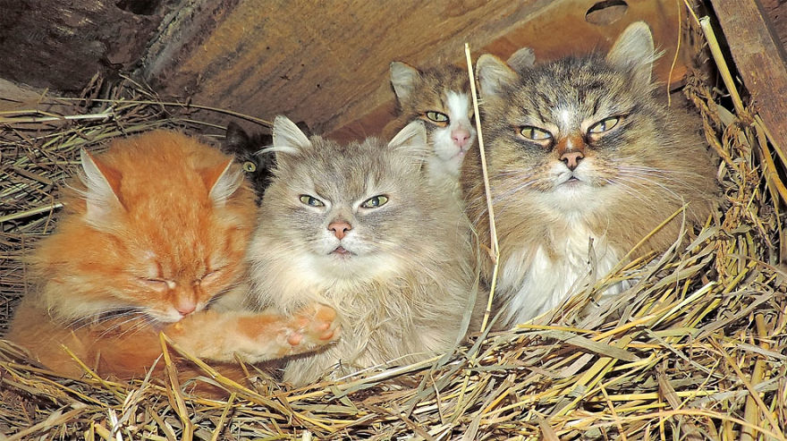 Siberian Cat