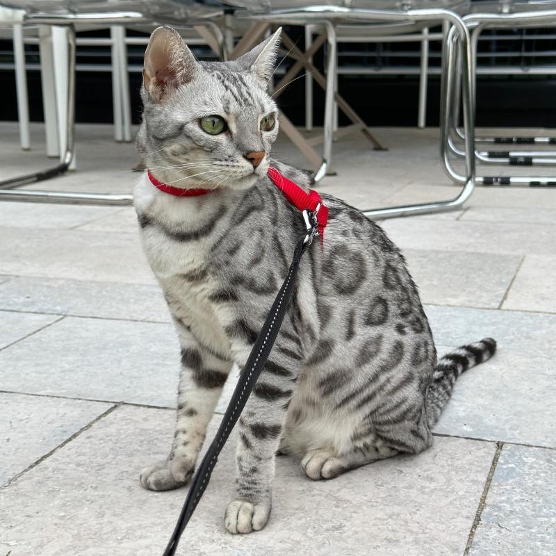"Sleek and Shiny: A Guide to the Fascinating Silver Bengal Cat in 2023"