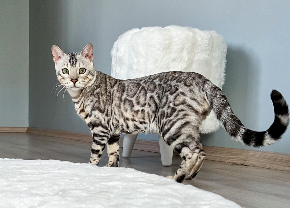 "Sleek and Shiny: A Guide to the Fascinating Silver Bengal Cat in 2023"