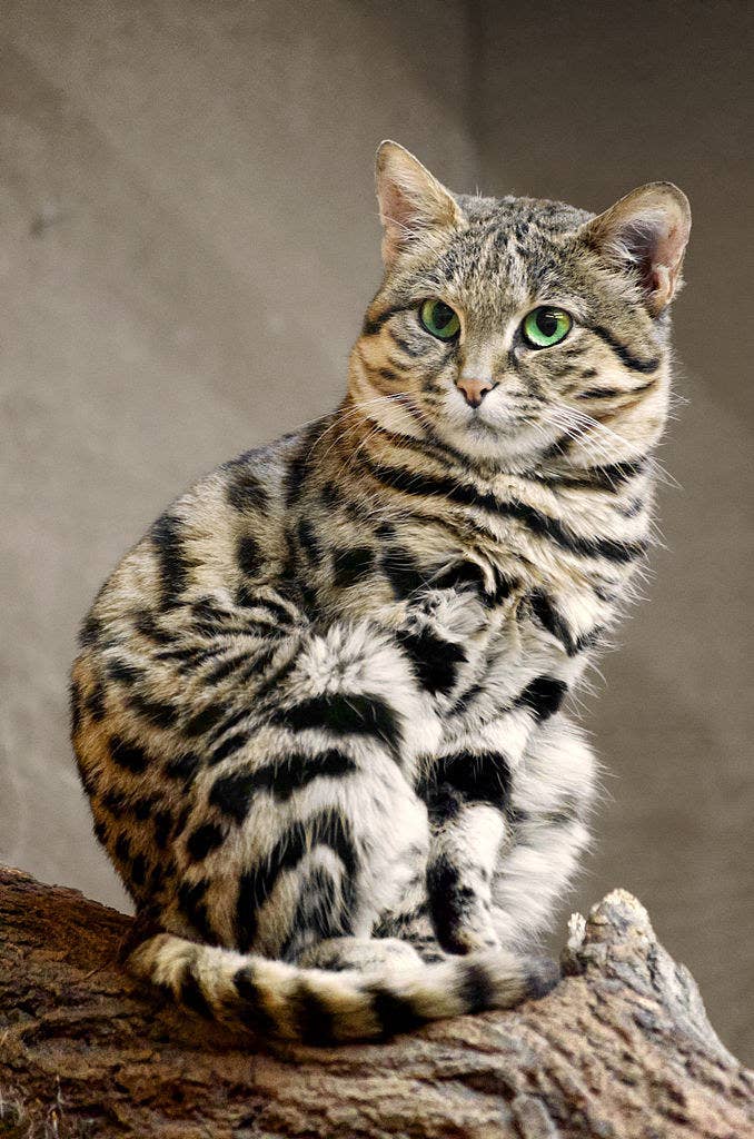 "The Adorable Yet Fearsome Feline: Meet the World's Deadliest Cat"