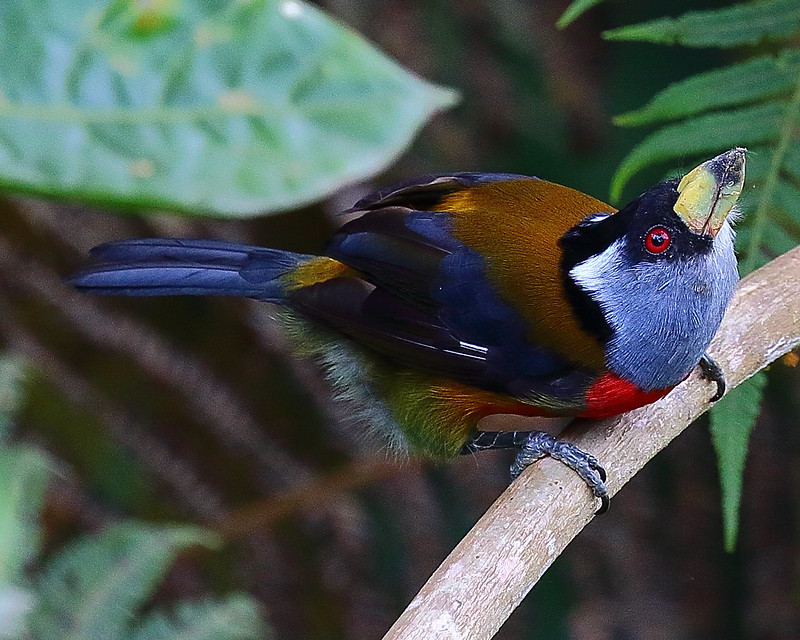 Discover the enchanting world of the bearded toucan! – The Daily Worlds