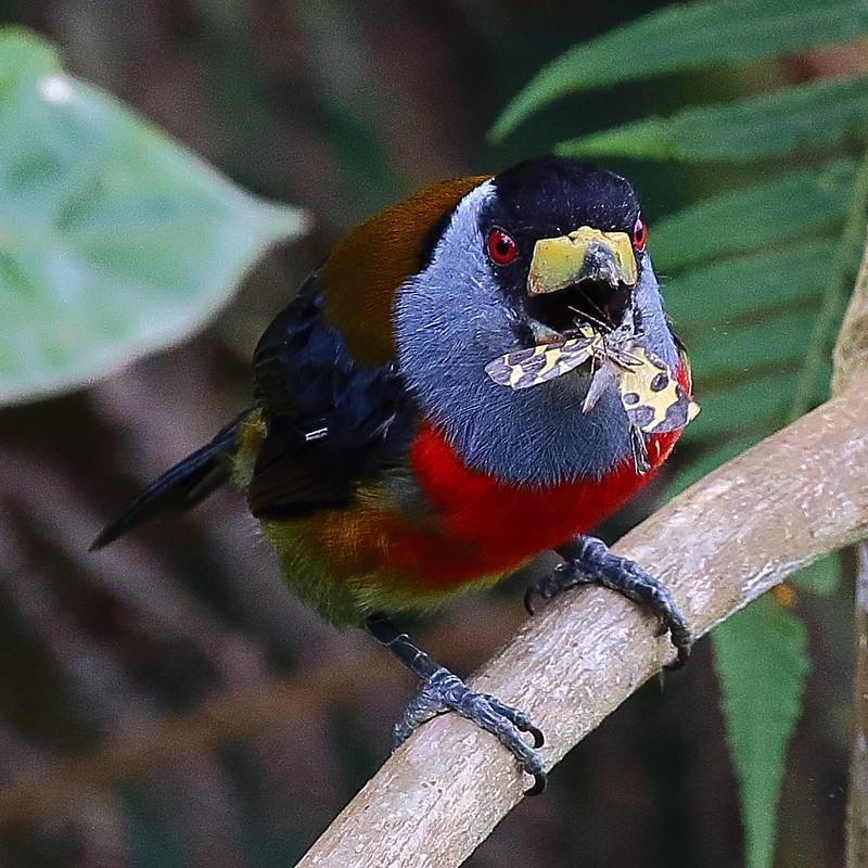 Discover the enchanting world of the bearded toucan! – The Daily Worlds