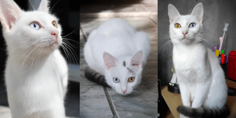 "Yuki, the Bulgarian Feline with a Ghostly Aura, is the Purrfect Addition to Your Family" - yeudon