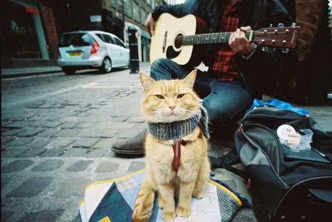 Ginger Cat Bob | FREEYORK