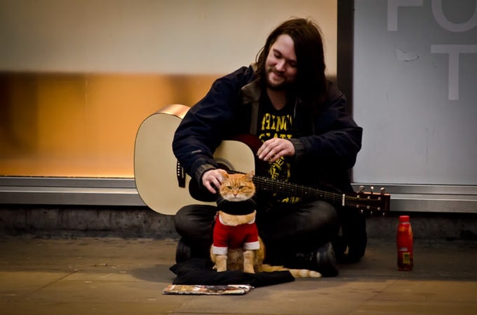 Ginger Cat Bob | FREEYORK