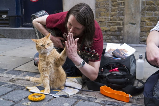 Ginger Cat Bob | FREEYORK