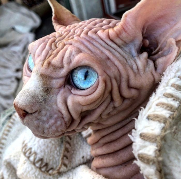 The Deceptively Adorable Feline: Discover the Charm of this Remarkably Wrinkled Cat