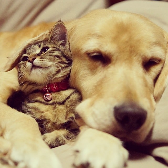 Loving Golden Retriever Treats Rejected Kitten As Own Child | FREEYORK