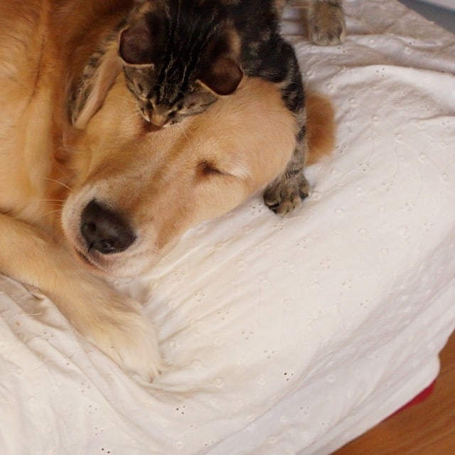 Loving Golden Retriever Treats Rejected Kitten As Own Child | FREEYORK