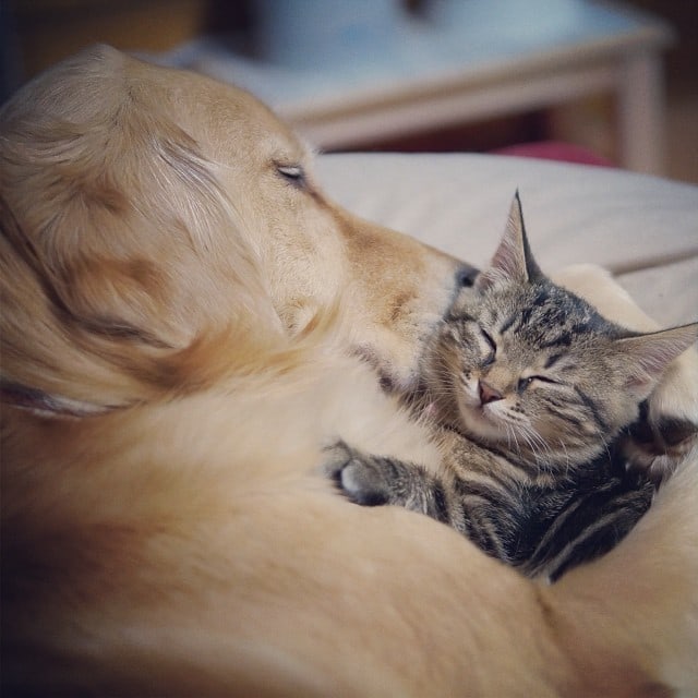 Loving Golden Retriever Treats Rejected Kitten As Own Child | FREEYORK