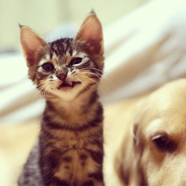 Loving Golden Retriever Treats Rejected Kitten As Own Child | FREEYORK