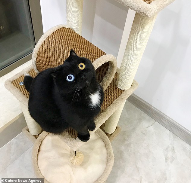 The owner of the cat, which is named Niu Nai, meaning milk in mandarin, shared videos of the moggy to social media showing its colourful eyes