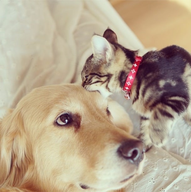 Loving Golden Retriever Treats Rejected Kitten As Own Child | FREEYORK