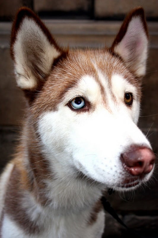 Heterochromia In Cats And Dogs | FREEYORK