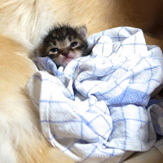 Loving Golden Retriever Treats Rejected Kitten As Own Child | FREEYORK