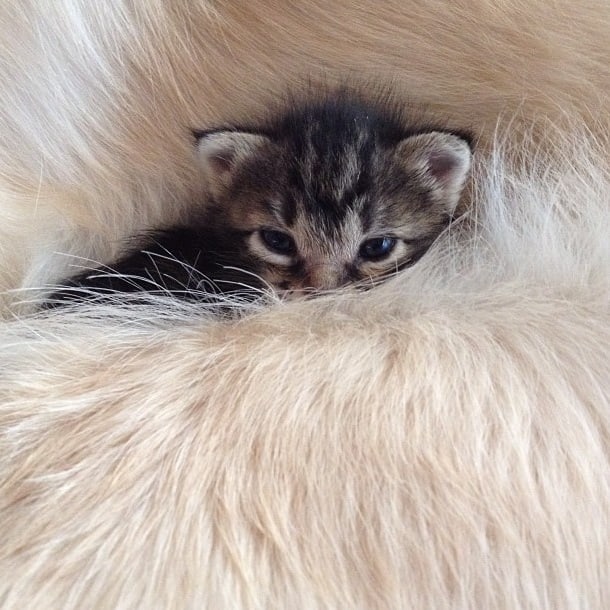 Loving Golden Retriever Treats Rejected Kitten As Own Child | FREEYORK