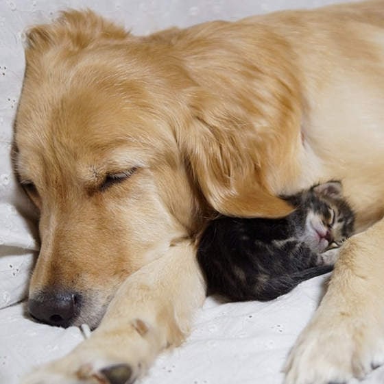 Loving Golden Retriever Treats Rejected Kitten As Own Child | FREEYORK