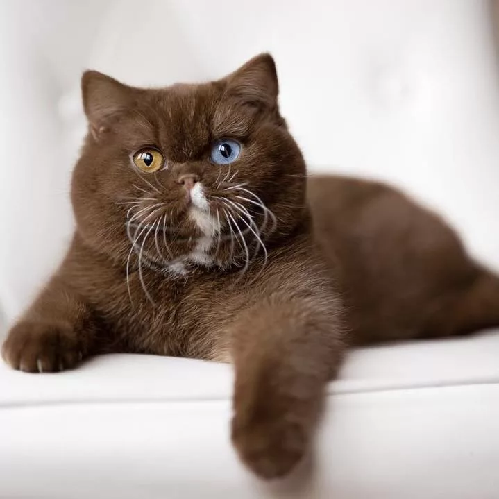 "Meet Cub: The Feline Enigma with Striking Bear-Like Mismatched Eyes – A Visual Marvel in the World of Cats"