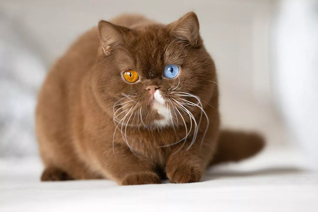 "Meet Cub: The Feline Enigma with Striking Bear-Like Mismatched Eyes – A Visual Marvel in the World of Cats"